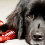 Qué hacer con las mascotas en estas fiestas