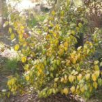 Primavera 2017 en Vivero Rosso 1