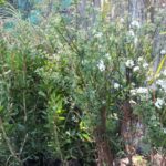 Primavera 2017 en Vivero Rosso 4