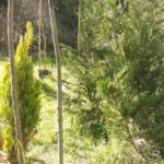 Primavera 2017 en Vivero Rosso 5