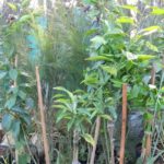 Primavera 2017 en Vivero Rosso 6