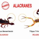 Prevención ante la aparición de alacranes en la ciudad