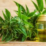 Proyecto de ley para la legalización de cannabis medicinal