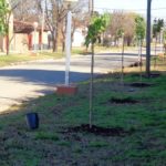 Se iniciará un programa de forestación en zona norte
