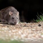 Recomendaciones para prevenir el Hantavirus